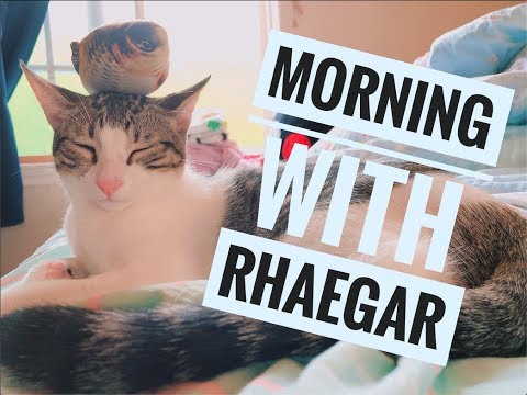 //Morning with Rhaegar// TOMATO BEEF PASTA for cat | CAT LAZY Morning Routine| Vlog