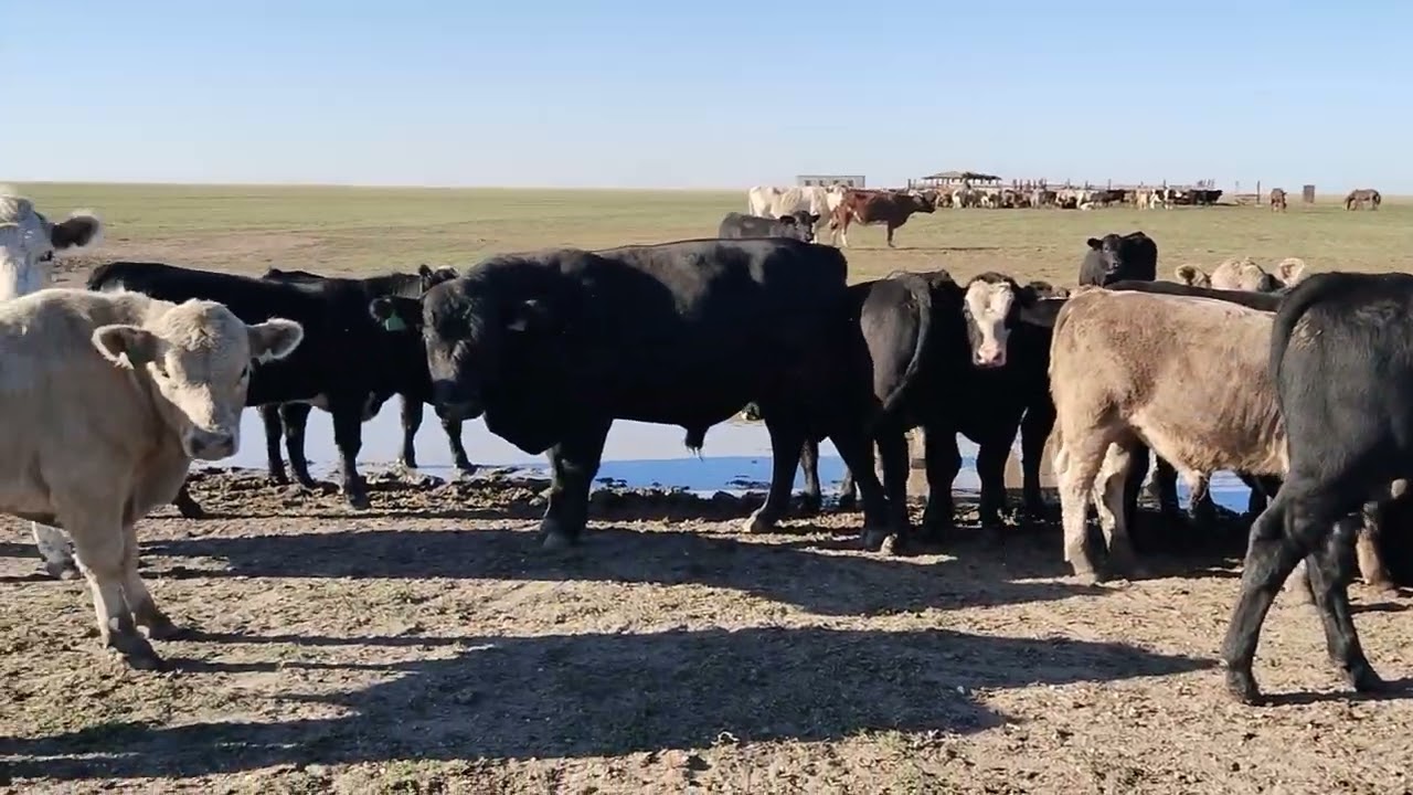 Бычки на племя,управляюсь пою скот.