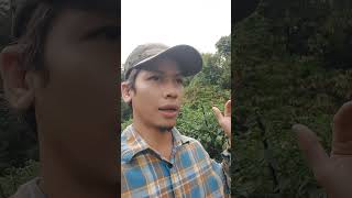 Pupuk calsium nitrat #shorts #tanamancabe #arispipit