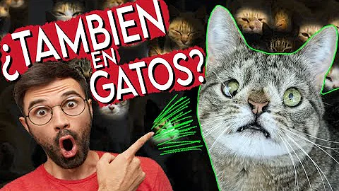 ¿Puede un gato tener síndrome de Down?