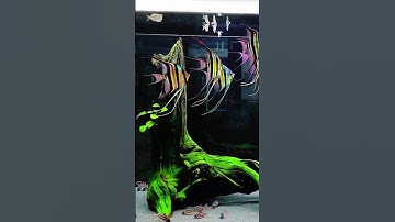 Những điều thú vị về dòng cá Thân Tiên Ai Cập (Altum) - Thủy Sinh 4U