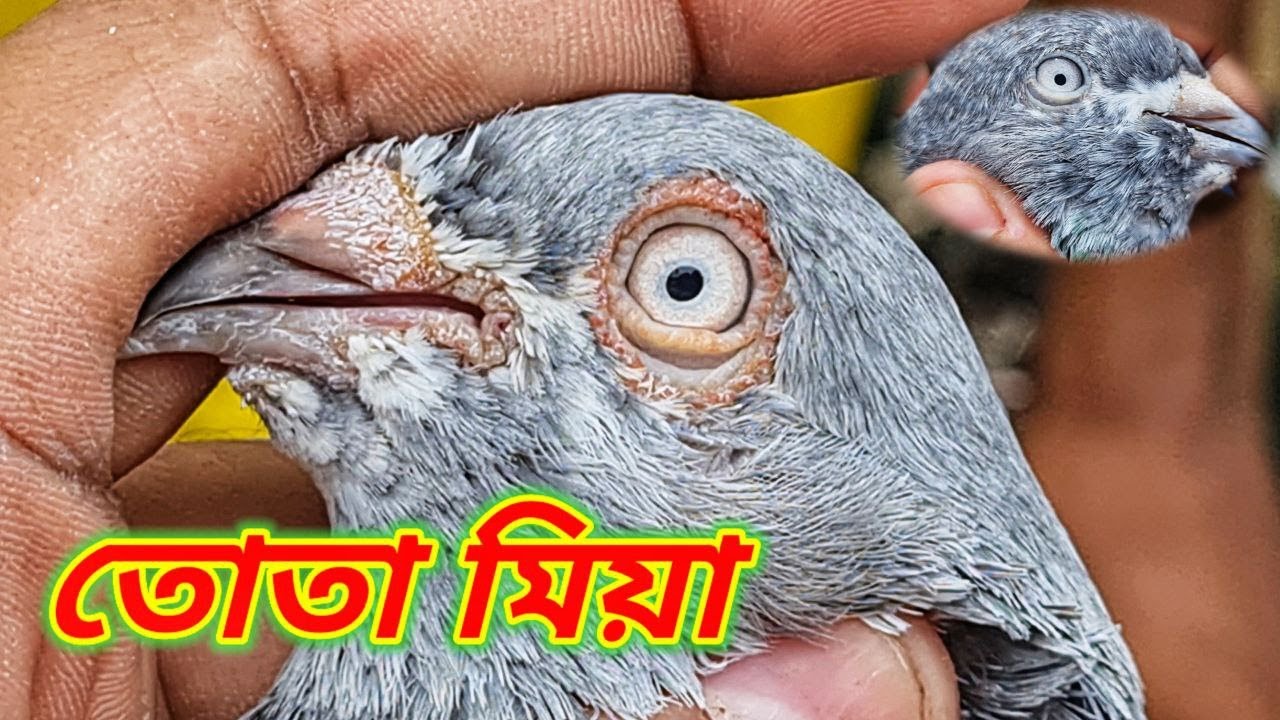 মিরপুর কবুতরের হাটে যখন তোতা মিয়ার  সাথে দেখা 🤣 | Miraj Pigeon & Pets