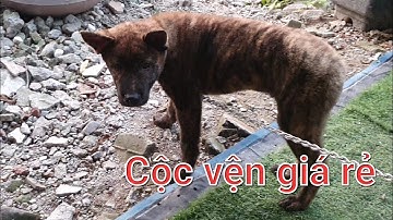 Chó con mông cộc vện giá rẻ| Đực cộc tịt quấn chủ