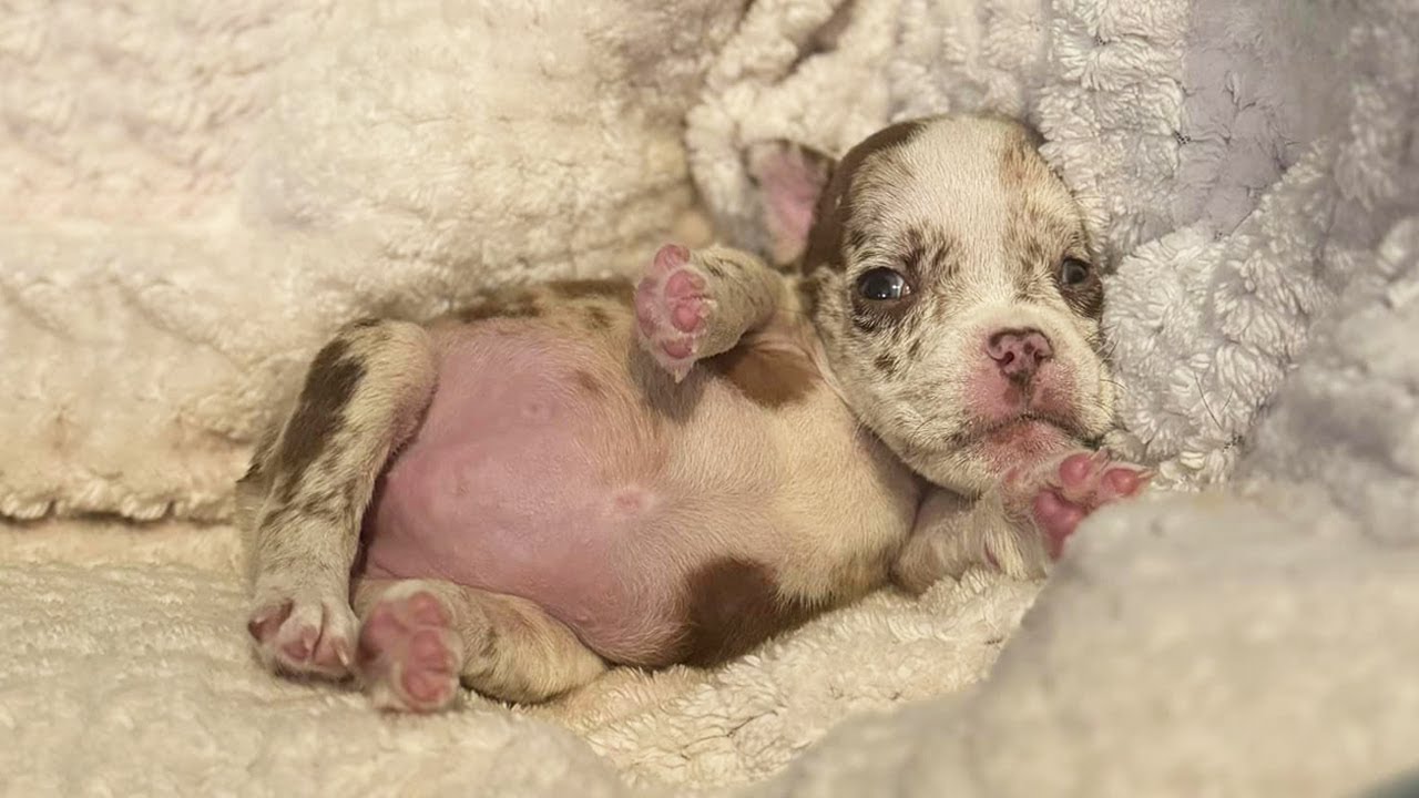 Neurological Puppy Needing Help - She is Unable to Stand Up on Her Own ...