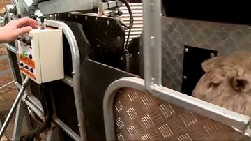 Gallagher Sheep Handler   Auto Weigh, Crutch and Dag in action