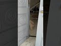 #sitzu dog #dogshorts #doglife #dogs