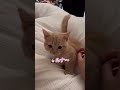 たくさん喋りながら起こしに来る子猫が可愛過ぎる…