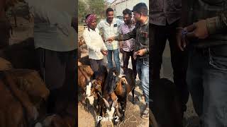 New mini block video Bakri farm #goat #13million #bakrifarm #1million #puli #bitfury #bitblockboom