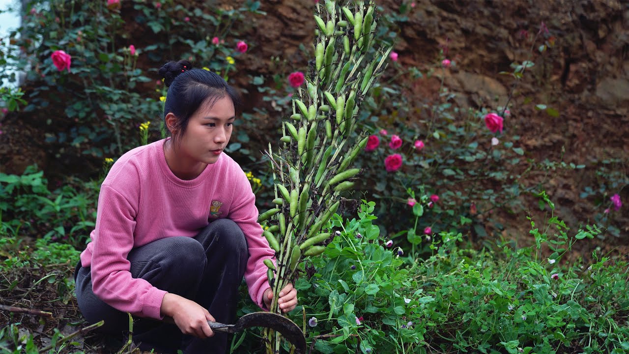 Выращивание фасоли от семян до урожая