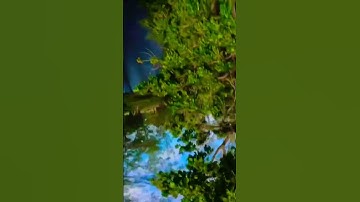 FPV drone crashed into tree - Here