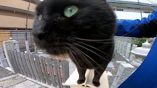 猫が沢山いる神社、黒猫に腰トントンしてみたらゴロンゴロン転がって喜んだ