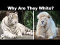 Why Are Some Lions And Tigers White?