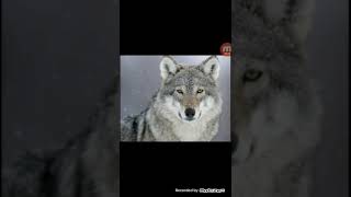 Клип на песню ❤Все мои волки делают ауф❤
