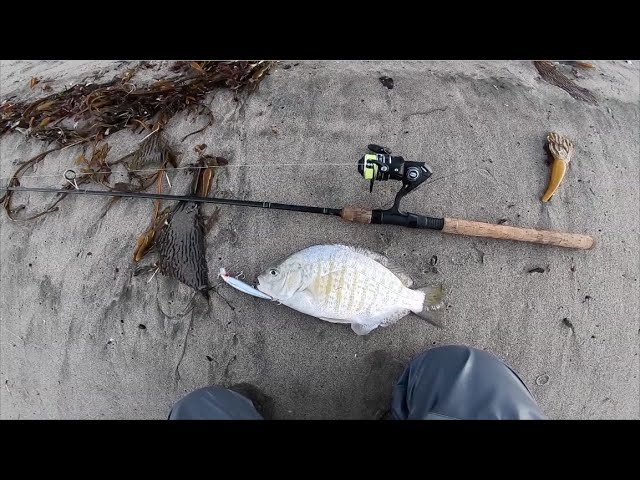 Surf Fishing for Surfperch - Lucky Craft Flash Minnow Review Pt. 2 