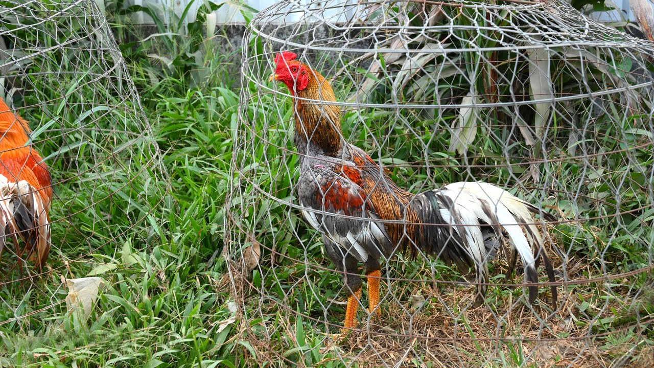 Gà tuyển mai độ/ Tung Vlog