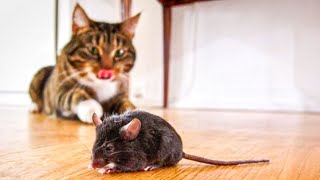 🤣Homeowner's Request to Stray Cat Invades House and Kills Rat.. by Pets Rescue 566 views 7 months ago 2 minutes, 17 seconds