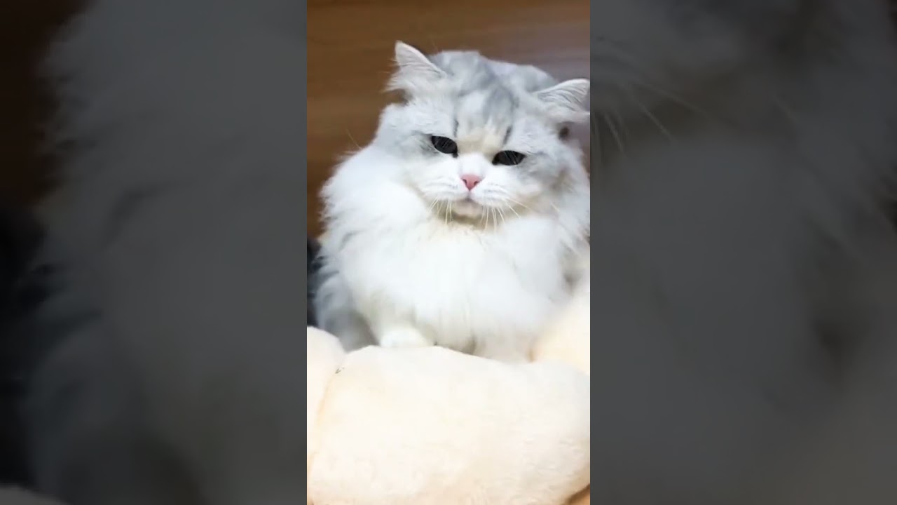 Angry Cat😄