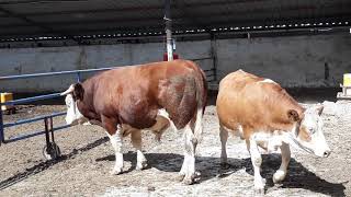 Bulls And Cows Mating....