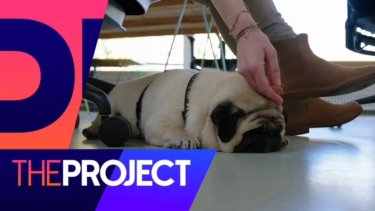 The hunt for NZ's best office dog The Project NZ YouTube