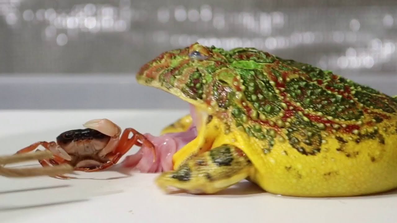 I fed a frog a crab and it was so cute!! - YouTube