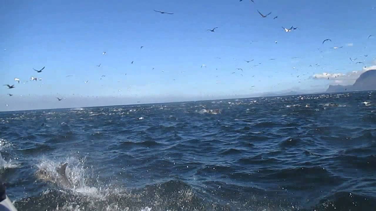Copy of Seal Island and False Bay Feeding Frenzy!