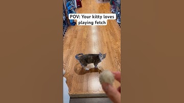 POV: your kitty loves playing fetch #cat #cats #catlover #catvideos #catshorts #cute #shorts