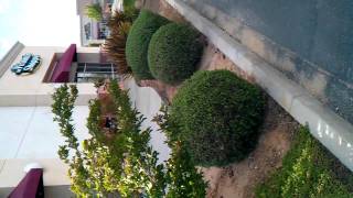 Lil Daniel -Baja Fresh Gap