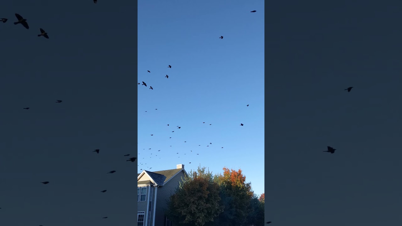 Beauty of Bird Behavior: Group flight dynamics! 