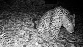 Leopard’s Sawing Call, A Guttural Sound To Invite Females In Heat And Warn Rival Males To Keep Out