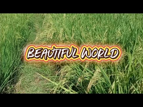 BEAUTIFUL GREEN WORLD //WIESER BUD
