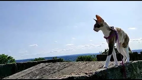 Watch the video about Cornish Rex young female Joelya discover our beautiful world!!!