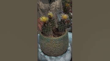 Các trạng thái Nụ, Hoa, Quả của cây Xương rồng #canhphong #trunquecanhphong #trangtraicanhphong