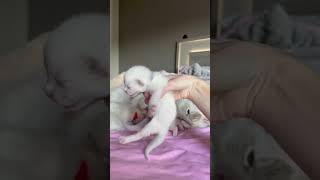 Name Reveal Of The Kittens