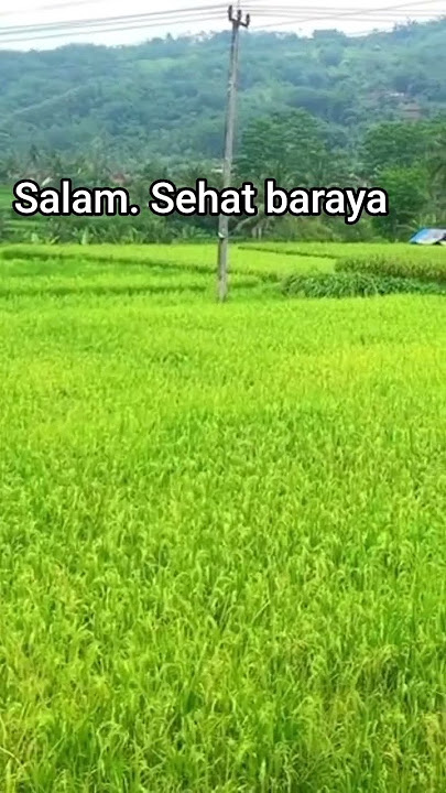 salam. sehat baraya kumaha dina sonten ieundaramang#fyp#punten ngalangkung #ngabuburit #kapasawahan