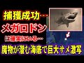 【睡眠用】メガロドンは確実に生存している…捕獲されていた…メガロドン生存説と特徴総集編【ゆっくり解説】【古代生物生存】