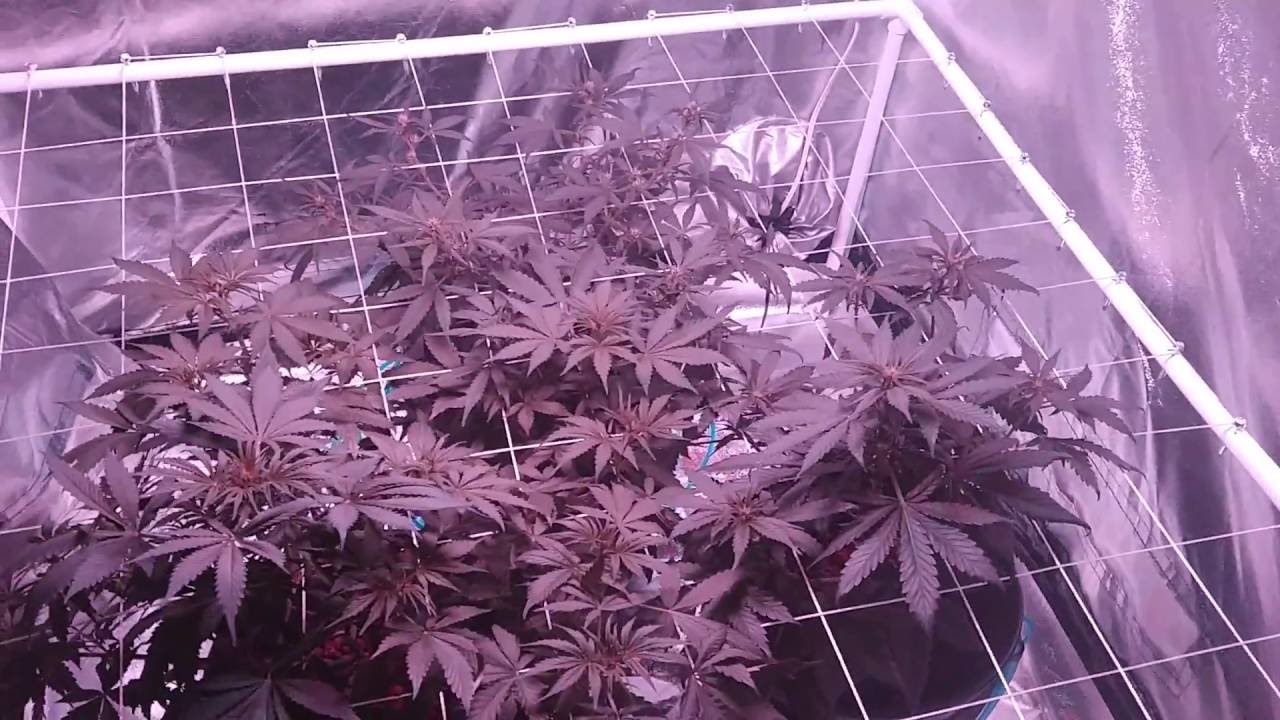 First Grow 1.3 - Flower WK 2 (Autoflower, DWC, LED, DAY 37)
