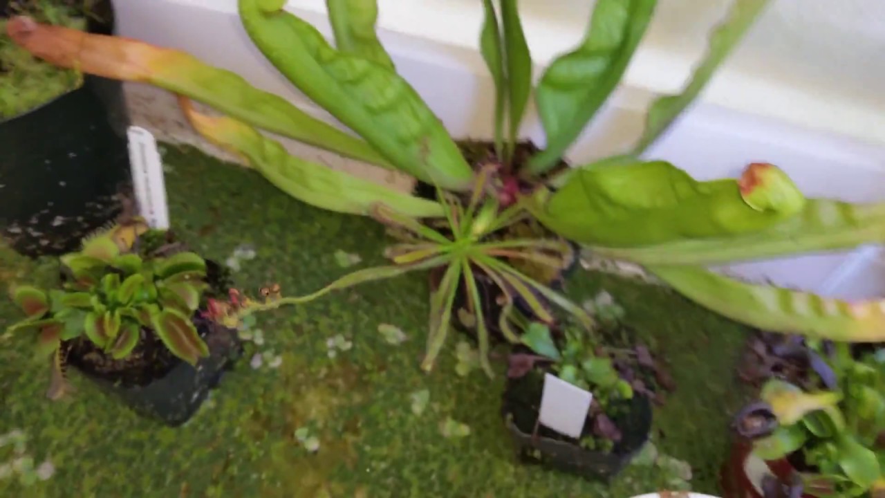 Carnivorous plants experiment