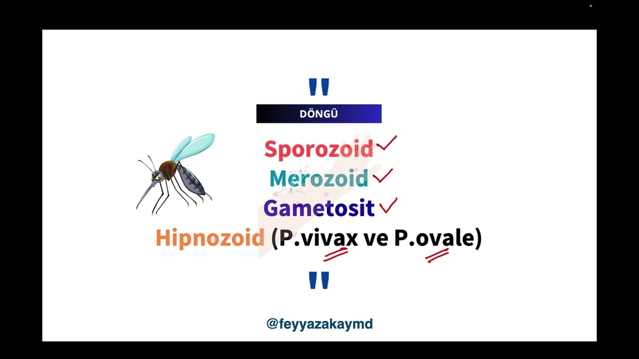4 OLDIES-GOLDIES (PLASMODIUM)