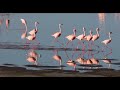 Flamingos At Lake Ndutu Tanzania Flamingos At Lake Ndutu Tanzania
