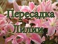 Пересадка лилии