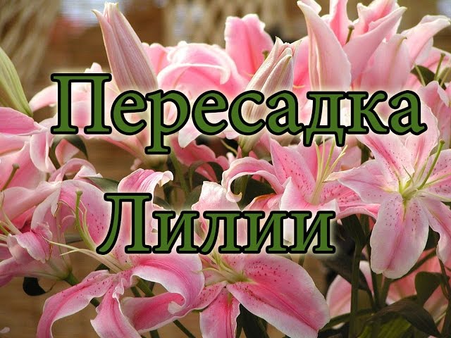 Пересадить Лилию Летом На Новое Место