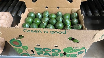 Automated avocado 🥑 packing house @packlinetech @tomra #agriculturetechnology
