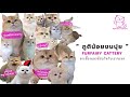 FurFairy : Introduction to our British Shorthair Cattery : ฟาร์มแมวบริทิชช็อตแฮร์