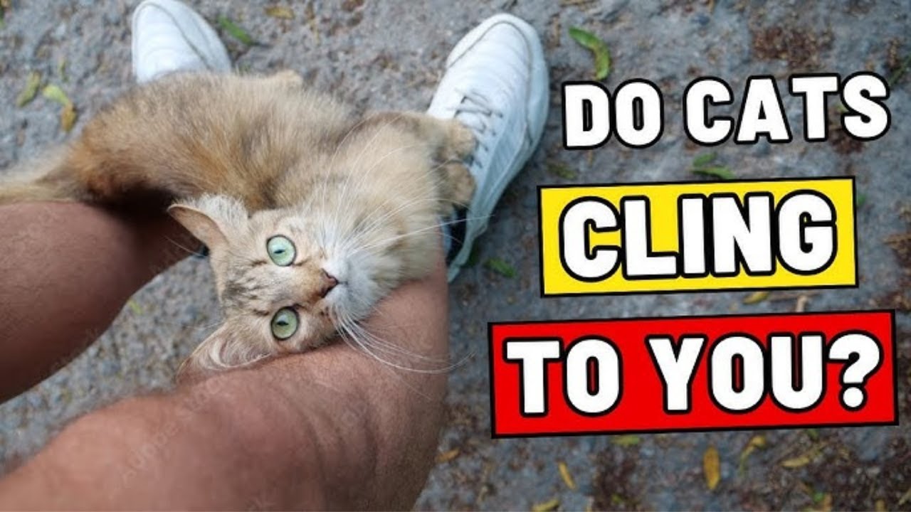 7 Things Only Clingy Cats Do  Does Yours!!