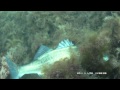 Подводная охота, Черное море Крым, Лавраки Dicentrarchus labrax arsi@охота "морской волк"