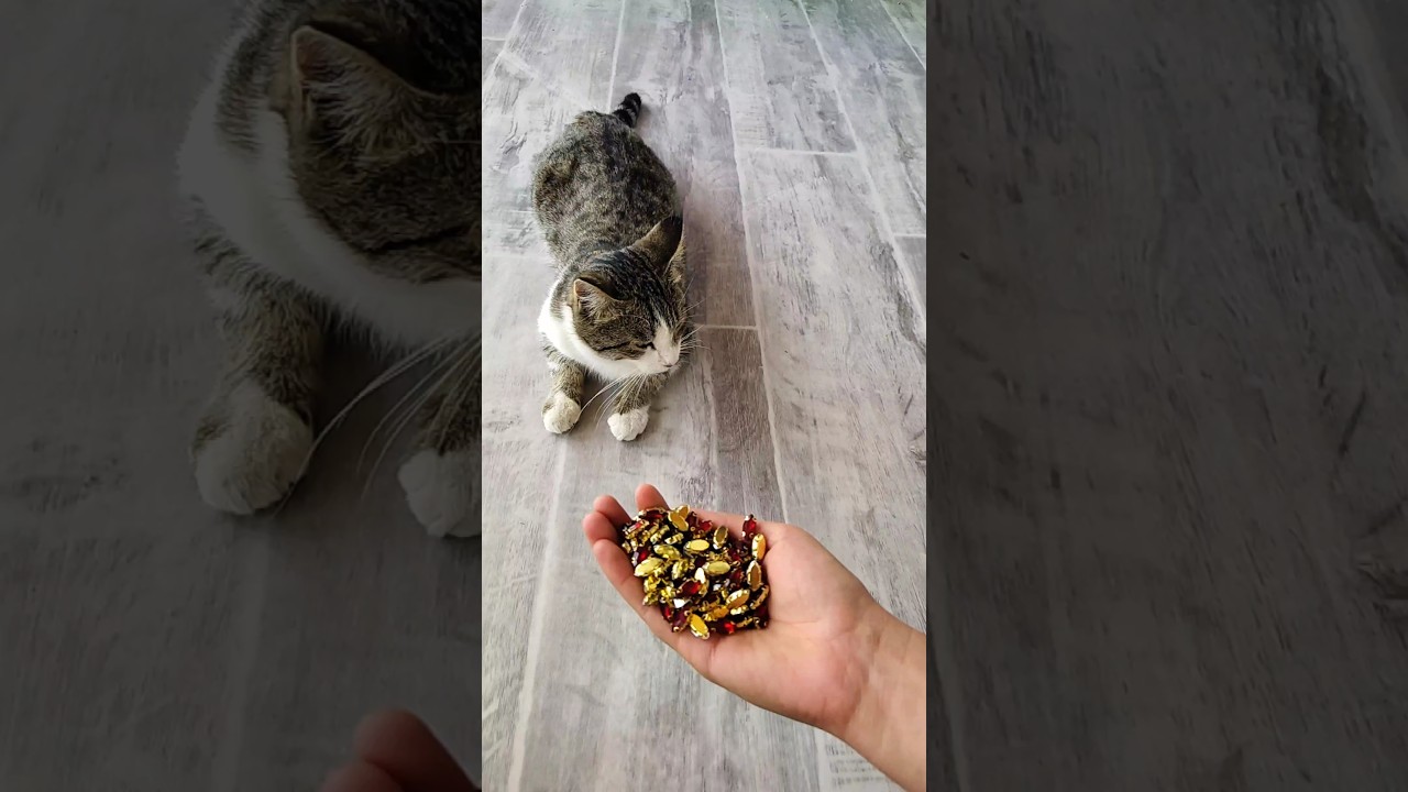 Reverse Cat ASMR 💛⚡| Oddly Satisfying Video 