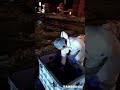 バードストライクに遭ったオオワシの幼鳥を道北からリレーで搬送した。こちらは受け取り時の様子。右翼の前腕部を複雑に骨折していた。応急処置と採材を現場で行ってから釧路に搬送した。