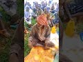 Du Aa Ii Manguddoo ЁЯСЛ ЁЯСЛ ЁЯСЛ Du Aa Ii Manguddoo ЁЯСЛ ЁЯСЛ ЁЯСЛ