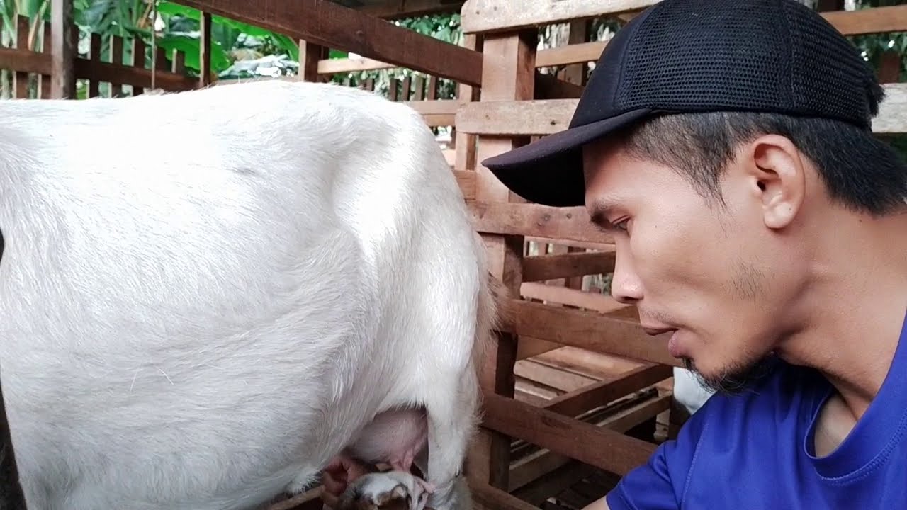 Susu kambing jamnapari Malaysia (goats) 