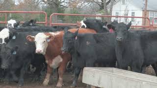 Lot 4 Feeder Cattle Showlist